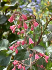 red rose bush