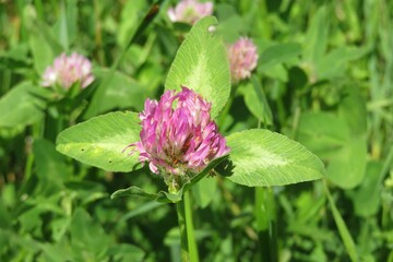 Purple clover flowers in the meadow on natural green leaves background, closeup