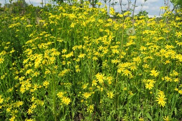 Meadow landscape with yellow ragwort flowers