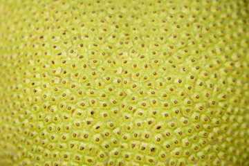Young Jackfruit Background, Jack Tree Skin Texture Surface. Tropical Fruit and Commonly Used in South and Southeast Asian Cuisines. can Eating by Ripe or Unripe