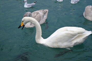 Swans and ducks on the sea in winter.