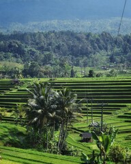 rice terraces in the jatiluwih, bali