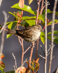 House Sparrow on a twig. Passer domesticus
