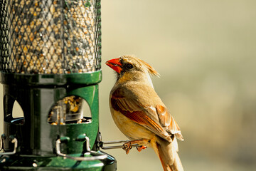 Female red cardinal closeup by birdfeeder
