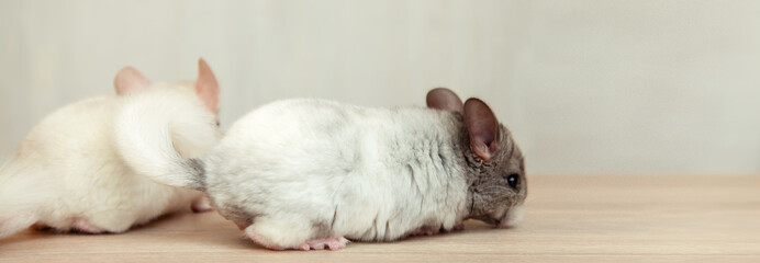 Our little chinchilla pets sniff around and crawl