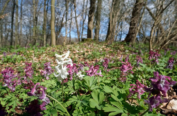 Frühlingswald mit Lerchensporn