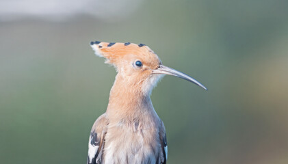 hoopoe close-up portrait in a summer landscape