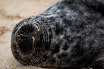 Grey seals on the beach at Horsey Gap in Norfolk