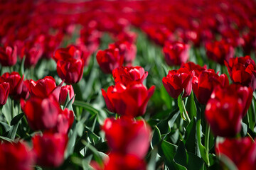 Red color tulip field in sunshine,full frame