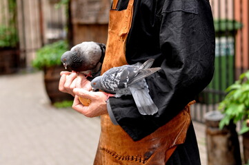 feeding pigeons