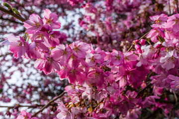 Rich Pink Cherry Blossoms 3