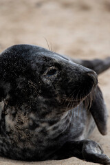 Obraz premium Grey seals on the beach at Horsey Gap in Norfolk