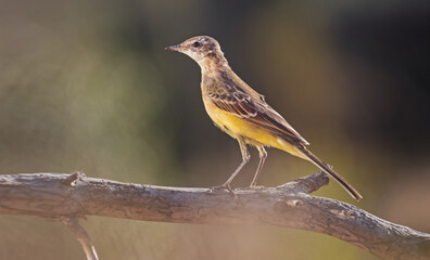 yellow wagtail sitting on a branch at sunset