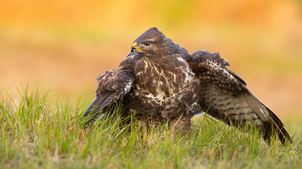 Alert common buzzard guarding prey on field in spring nature