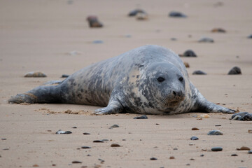 Grey seals on the beach at Horsey Gap in Norfolk