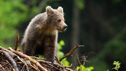 Obraz na płótnie Canvas Little brown bear cub standing on sticks in summer forest