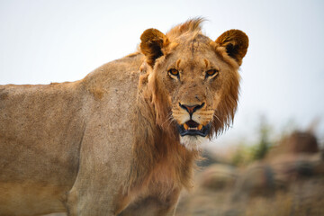 Close-up of a lion near Tshokwane, Kruger National Park, South Africa