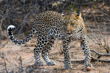 An african leopard (Panthera pardus pardus) stalking a prey, Greater Kruger area, South Africa.	