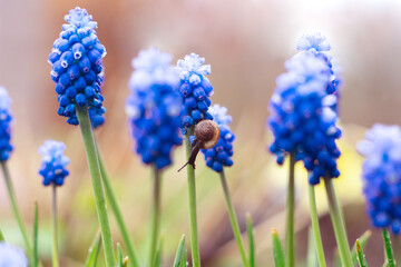 Blue muscari flowers and a snail in the spring garden. Natural flower background