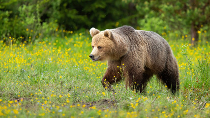 Brown bear walking on blooming meadow in summer nature