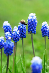 Blue muscari flowers and a snail in the spring garden. Natural flower background