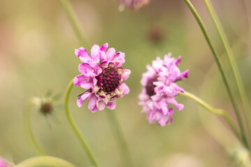 Pink scabiosa flowers in the garden. Shallow depth of field