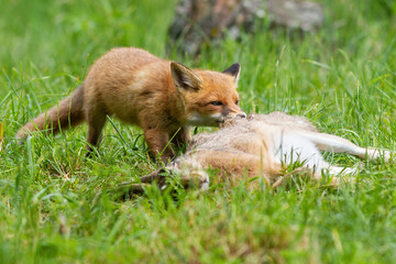 Young red fox cub tearing a prey on grassland in summer nature