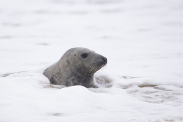 Naklejka premium Grey seals on the beach at Horsey Gap in Norfolk