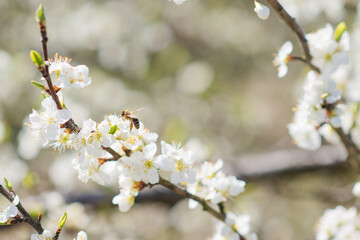 Blooming tree branches with bee, honey production and spring concept
