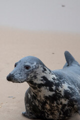 Grey seals on the beach at Horsey Gap in Norfolk
