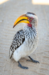 A close-up of a Southern Yellow-billed Hornbill (Tockus leucomelas) on a dirt road, Kruger National Park, South Africa