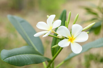 Close up of beautiful Plumeria flowers