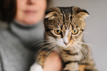 Woman holding beautiful cat on white background.