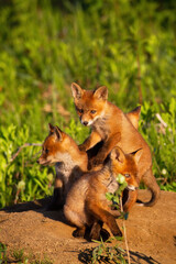Red fox siblings playing on sand in springtime nature