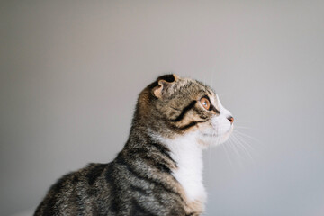 Obraz premium Low angle view of cat looking at camera, on white background.