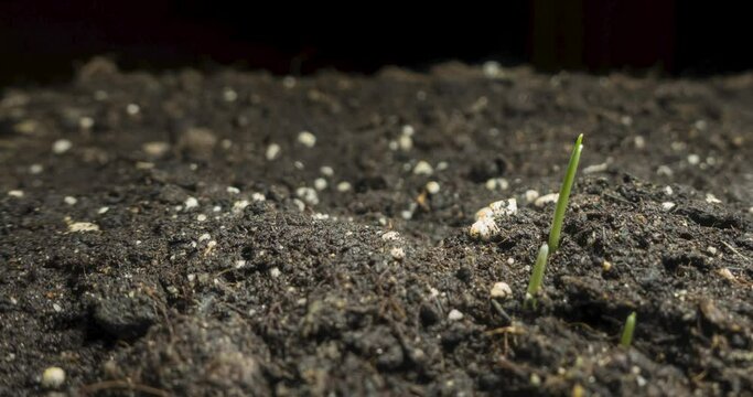 Fresh grass growing macro time-lapse. Closeup of germination and growth of tiny grass cereal crop. Wheat, oats or barley culture. Motorised panoramic movement.