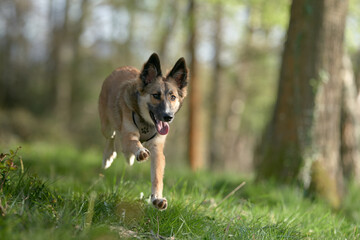 Dog jumping in the grass