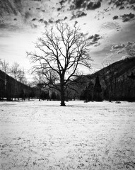 West Virginia Tree in the Snow