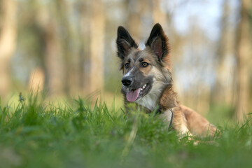 Naklejka premium Dog with raised ears looking to his left among the grass