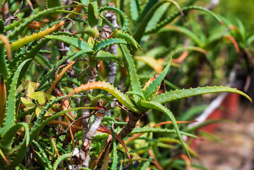 Close up Aloe Vera Plant, outdoor pots