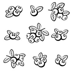 Cranberry set. Collection icon cranberry. Vector