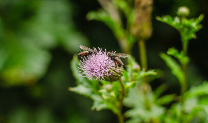two bees on the flower 
