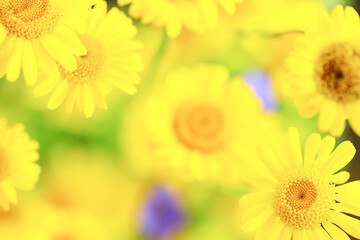 yellow daisies summer background, abstract natural floral spring