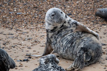 Grey seals on the beach at Horsey Gap in Norfolk