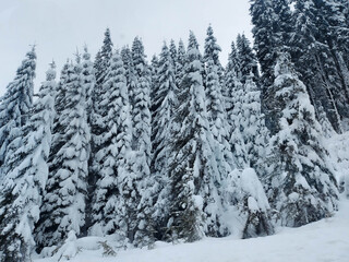 Obraz premium Frozen day, a calm winter scene. Wonderful picture of the wilderness. The concept of tourism.