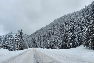 Obraz premium Beautiful natural winter landscape, stunning mountain views.The concept of tourism.Idyllic view of spruces covered in snow.