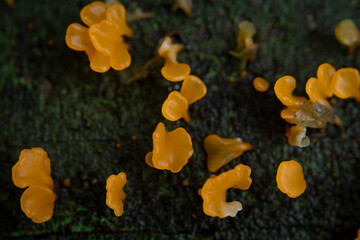 yellow mushrooms in the form of chewy gums - Powered by Adobe