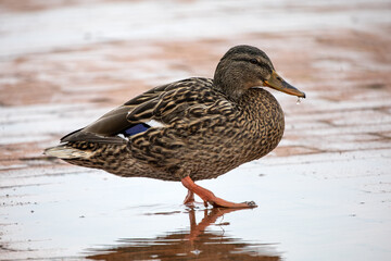 Stockente im Winter