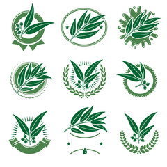 Eucalyptus label and icons set. Collection icon eucalyptus. Vector