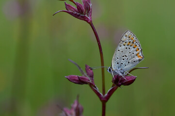 Small butterfly on a red campion flower in nature
